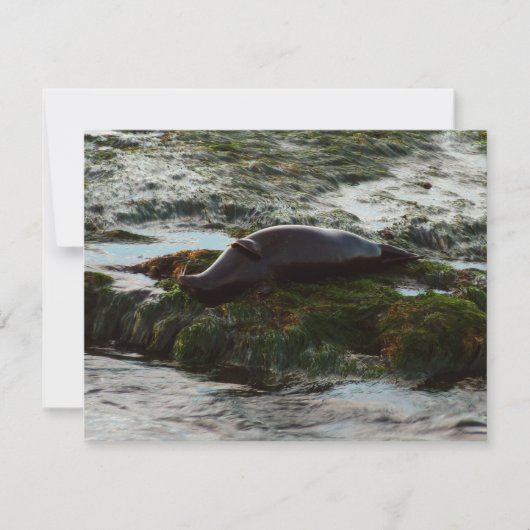 Sunset Lit Harbour Seal II in San Diego (Voorkant)
