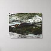 Sunset Lit Harbour Seal II in San Diego Canvas Afdruk (Voorkant)