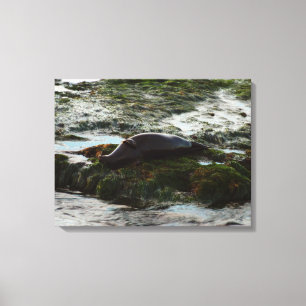 Sunset Lit Harbour Seal II in San Diego Canvas Afdruk