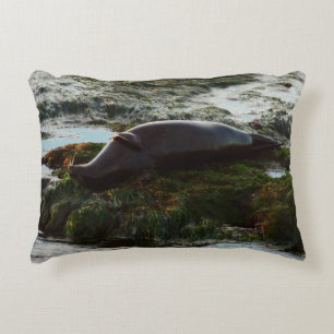 Sunset Lit Harbour Seal II in San Diego Decoratief Kussen