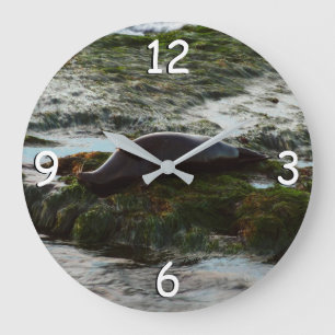 Sunset Lit Harbour Seal II in San Diego Grote Klok