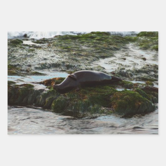 Sunset Lit Harbour Seal II in San Diego Inpakpapier Vel (Voorkant 3)