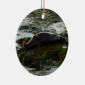 Sunset Lit Harbour Seal II in San Diego Keramisch Ornament (Rechts)