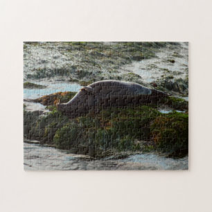 Sunset Lit Harbour Seal II in San Diego Legpuzzel