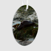 Sunset Lit Harbour Seal II in San Diego Ornament (voorkant)