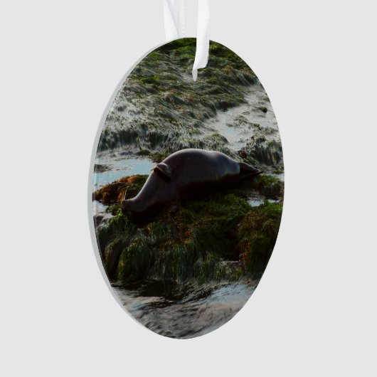 Sunset Lit Harbour Seal II in San Diego Ornament (voorkant)