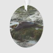 Sunset Lit Harbour Seal II in San Diego Ornament (voorkant)