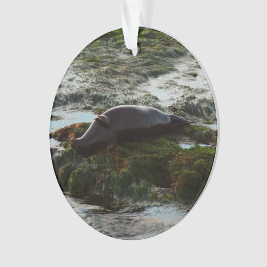 Sunset Lit Harbour Seal II in San Diego Ornament (voorkant)