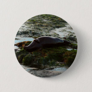 Sunset Lit Harbour Seal II in San Diego Ronde Button 5,7 Cm