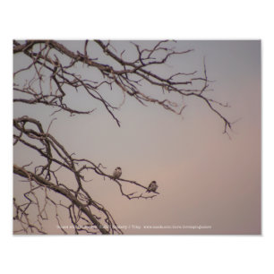 Sunset met de Shrikes Foto Afdruk