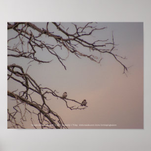 Sunset met de Shrikes Poster