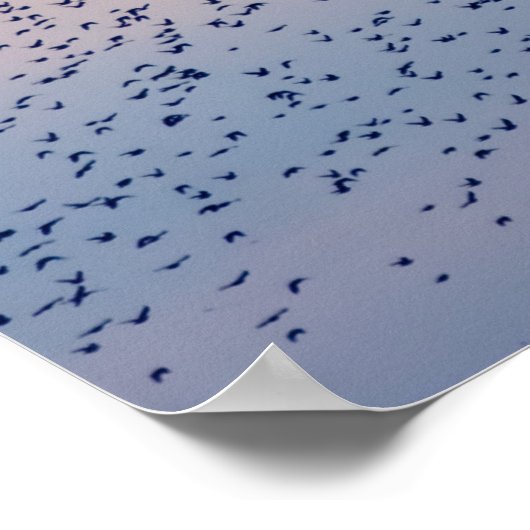 Sunset Murmuration Poster (Coin)