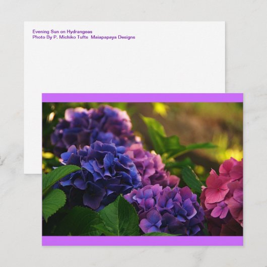 Sunset on Hydrangeas Briefkaart (Voorkant / Achterkant)
