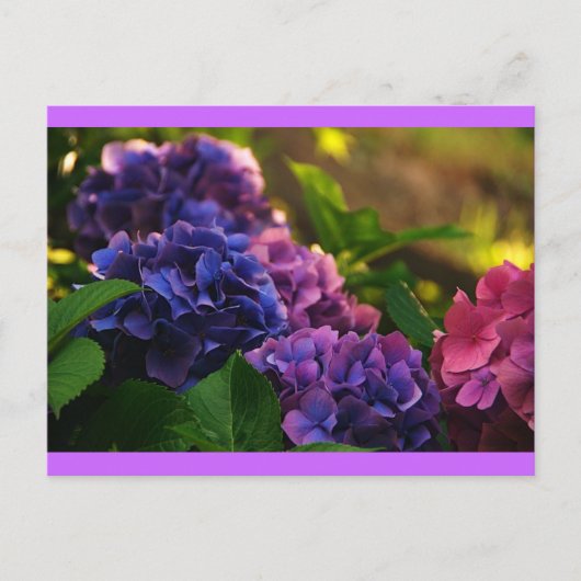 Sunset on Hydrangeas Briefkaart (Voorkant)