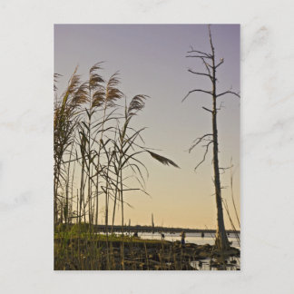 Sunset on Louisiana Swamp Briefkaart