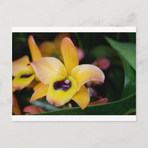 Sunset Orchid Briefkaart