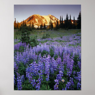 Sunset over Mt. Adams en een subalpiene weide Poster