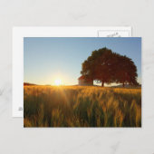 Sunset Over Wheat Field Briefkaart (Voorkant / Achterkant)
