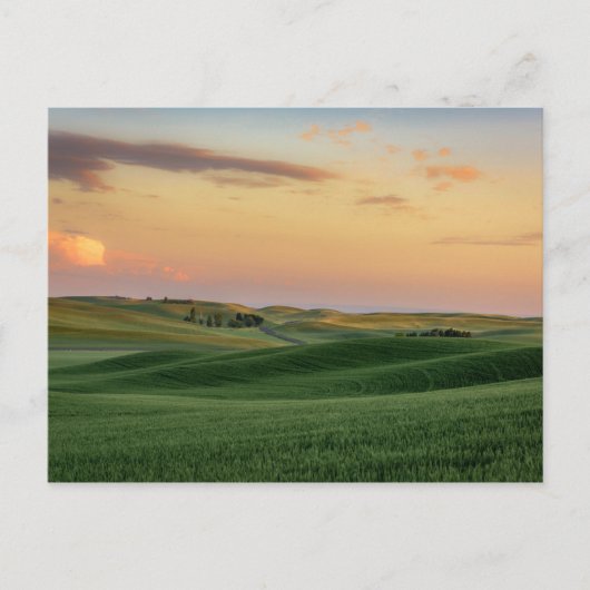 Sunset over Wheat Fields | Staat Washington Briefkaart (Voorkant)
