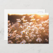 Sunset Oxeye Daisies Briefkaart (Voorkant / Achterkant)