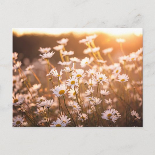 Sunset Oxeye Daisies Briefkaart (Voorkant)