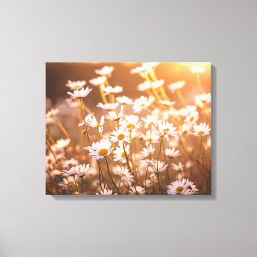 Sunset Oxeye Daisies Canvas Afdruk (Voorkant)