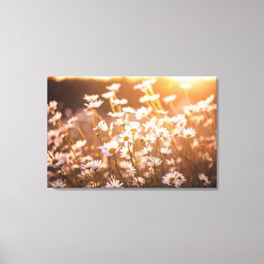 Sunset Oxeye Daisies Canvas Afdruk (Voorkant)