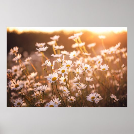 Sunset Oxeye Daisies Poster (Voorkant)
