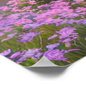 Sunset Reflections on a Cherry Blossom River Poster (Hoek)