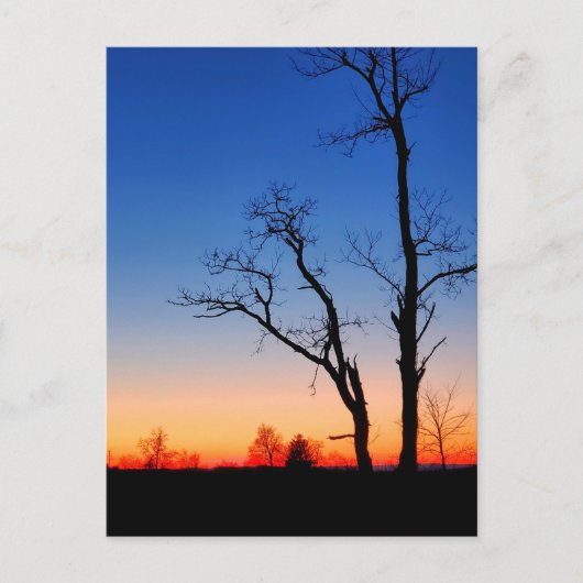 Sunset Through the Trees Briefkaart (Voorkant)