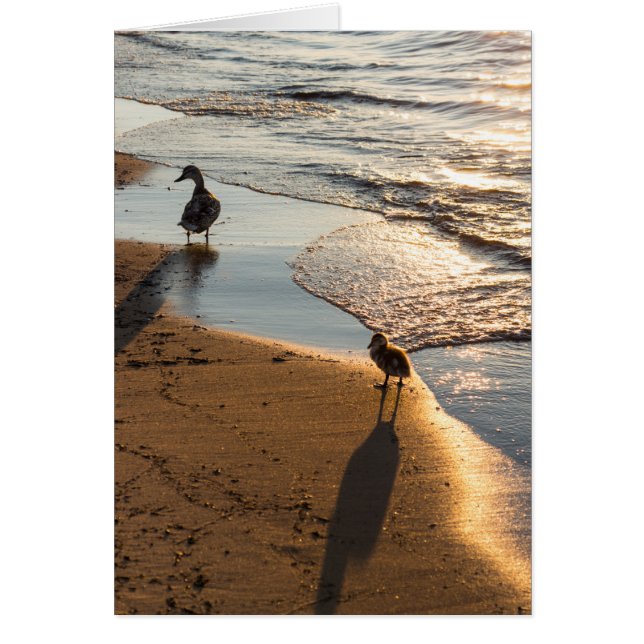 Sunset Walk met mama (Voorkant)