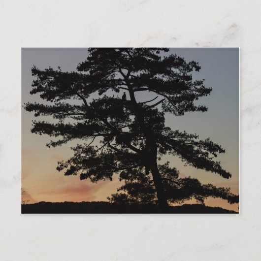 Sunset Watch Briefkaart (Voorkant)