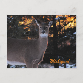 Sunset Whitetail Briefkaart