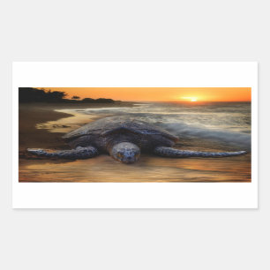 Sunset Zee Turtle Sticker