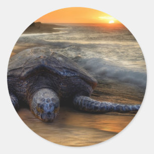 Sunset Zee Turtle Sticker
