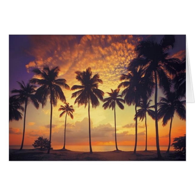 Sunsetpalm (Devant horizontal)