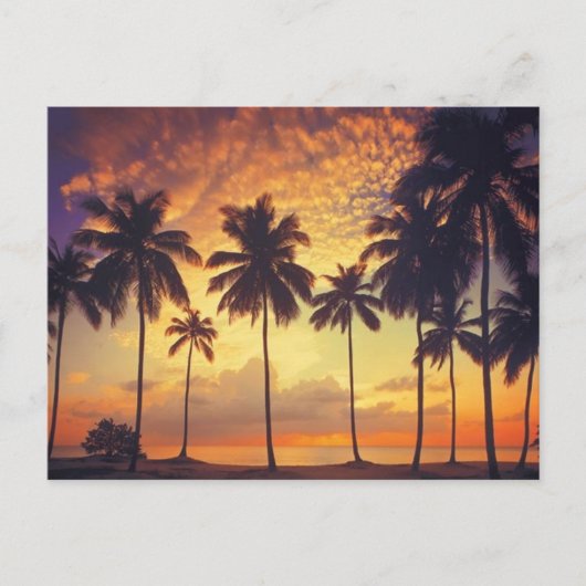 Sunsetpalm Briefkaart (Voorkant)