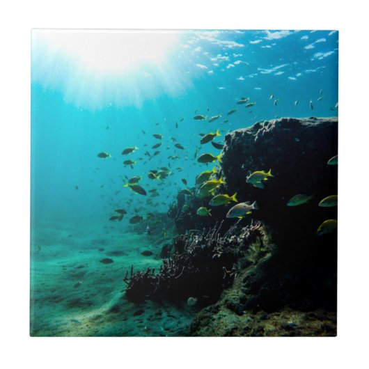 Sunshine and Tropical Fish Tegeltje (Voorkant)