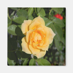 Sunshine Delight. Magneet