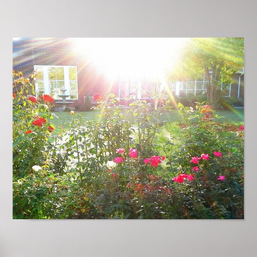 SUNSHINE EN ROOS poster (Voorkant)