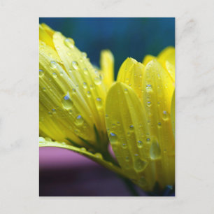 Sunshine na de foto van de regen briefkaart