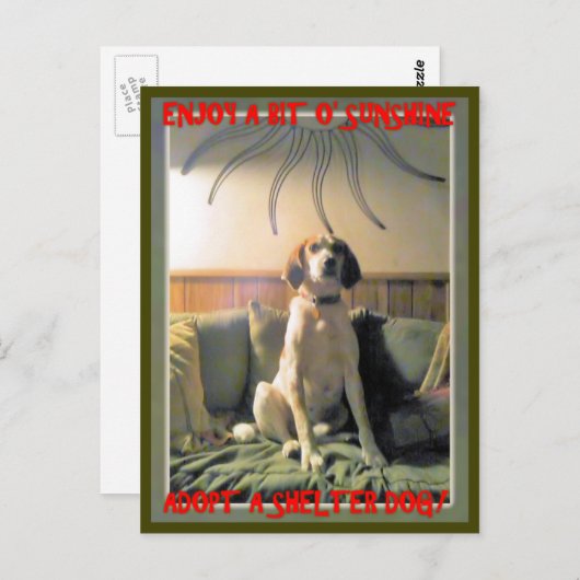 Sunshine Shelter Dog Briefkaart (Voorkant / Achterkant)