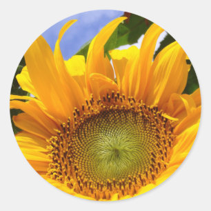 SUNSHINE SUNFLOWER-Stickers Ronde Sticker