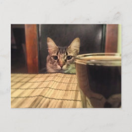 Sup Beer? Funny Humor Kitty Cat Fotografie Briefkaart