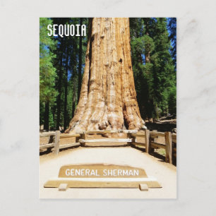 Super Carte Postale Sequoia !