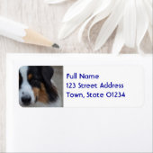 Super Cute Australian Shepherd Etiket (Insitu)