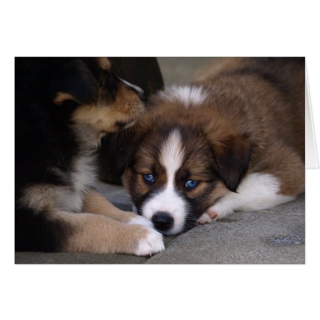 Super Cute Australian Shepherd Puppy (Voorkant Horizontaal)