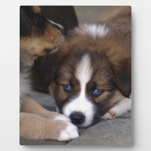 Super Cute Australian Shepherd Puppy Fotoplaat (Voorkant)