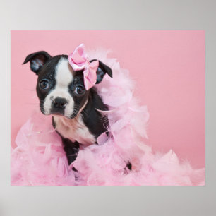 Super Cute Boston Terrier Puppy die een Boa bedien Poster