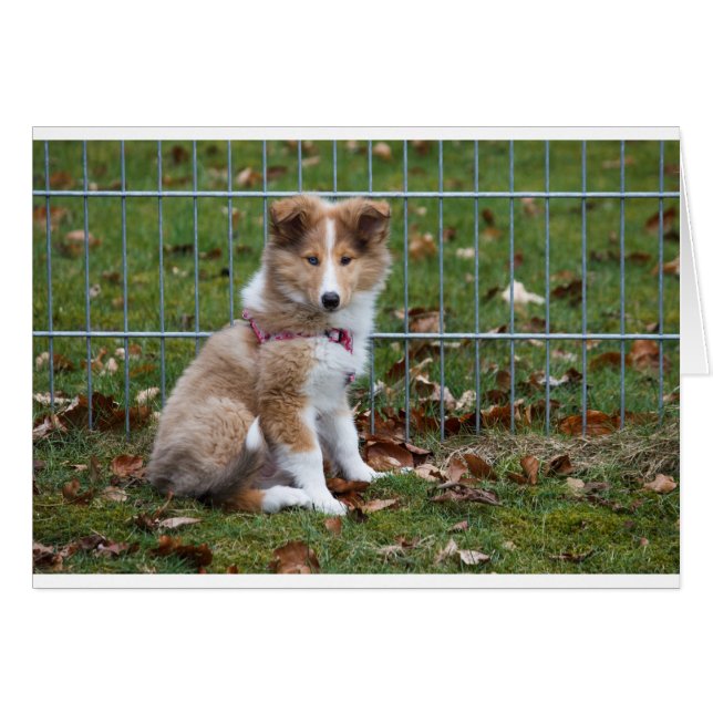 Super Cute Collie (Voorkant Horizontaal)